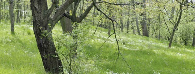 Wegblick